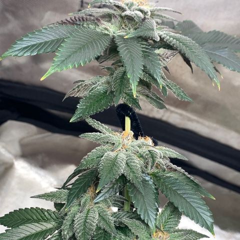 Mota Hari XX growlog photo: Hangry