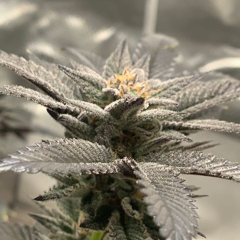 Mota Hari XX growlog photo: Last lap