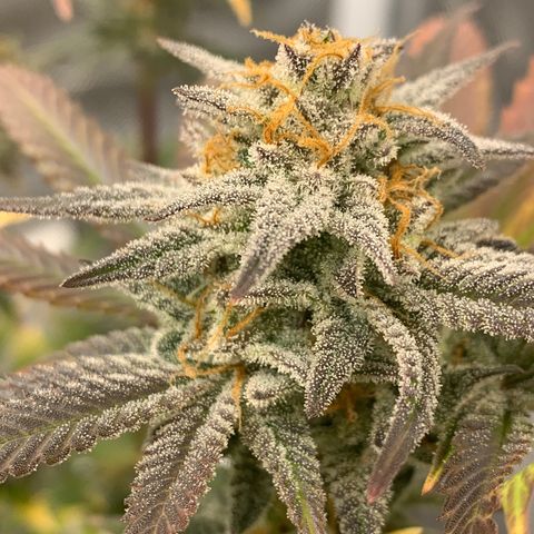 Mota Hari XX growlog photo: Last lap