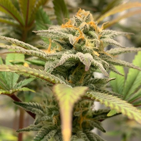 Mota Hari XX growlog photo: Hangry
