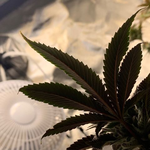 Mota Hari XX growlog photo: Wk 8, turned lights to 100%