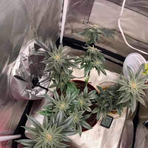 Mota Hari XX growlog photo: Hangry