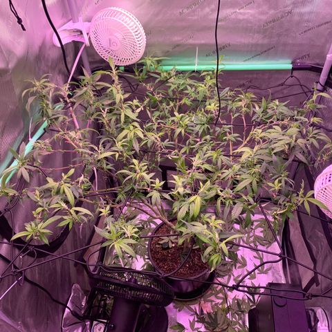 Zkittle Gpa growlog photo: Hard Defol , flip prep