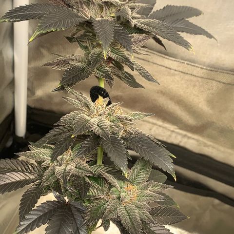Mota Hari XX growlog photo: Last lap