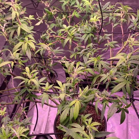 Zkittle Gpa growlog photo: Hard Defol, prepping to flip
