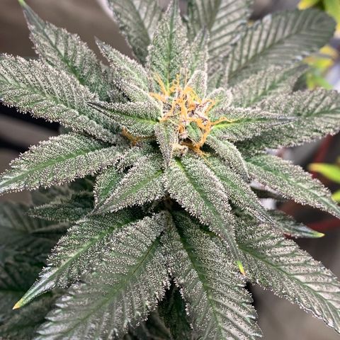 Mota Hari XX growlog photo: Hangry