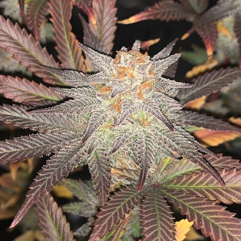 Mota Hari XX growlog photo: Last week, checking trichomes