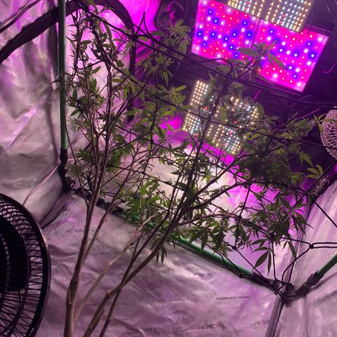 Zkittle Gpa growlog photo: Hard Defol, prepping to flip