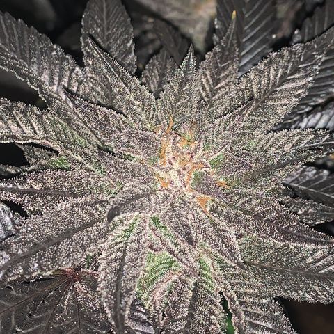 Mota Hari XX growlog photo: Last week, checking trichomes