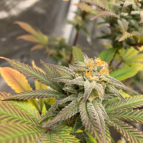 Mota Hari XX growlog photo: Hangry