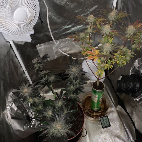 Mota Hari XX growlog photo: Wk8 budding, turned up lights 100%