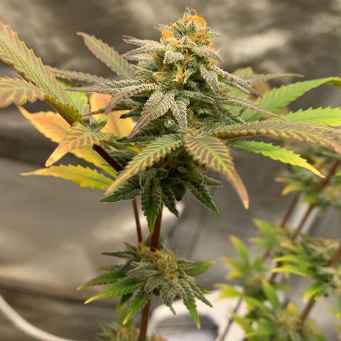 Mota Hari XX growlog photo: Hangry