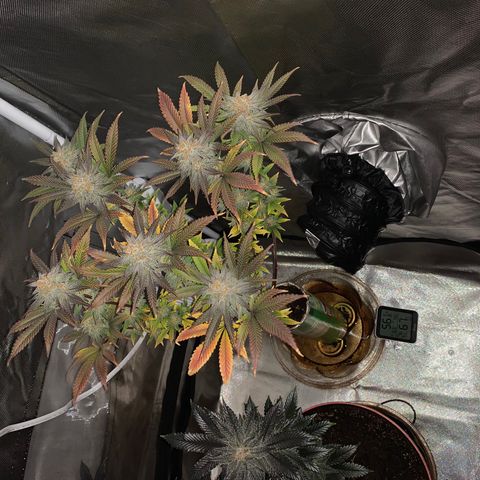 Mota Hari XX growlog photo: Wk8 budding, turned up lights 100%