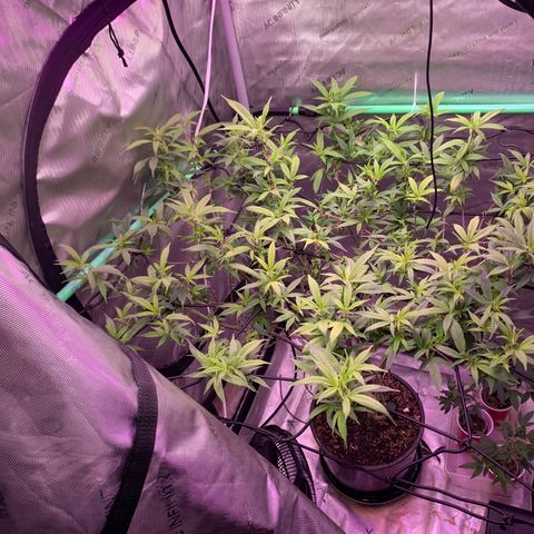 Zkittle Gpa growlog photo: Popped back up