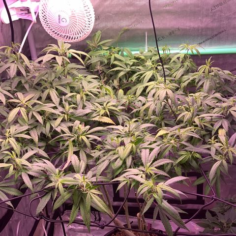Zkittle Gpa growlog timeline photo