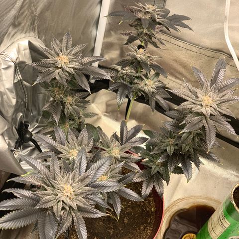 Mota Hari XX growlog photo: Final colors
