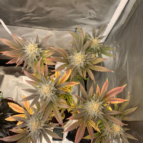 Mota Hari XX growlog photo: Last lap