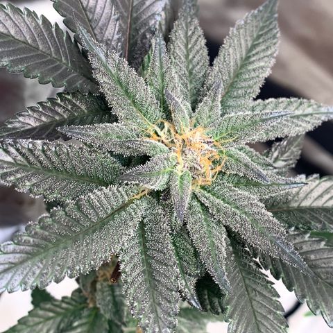 Mota Hari XX growlog photo: Hangry