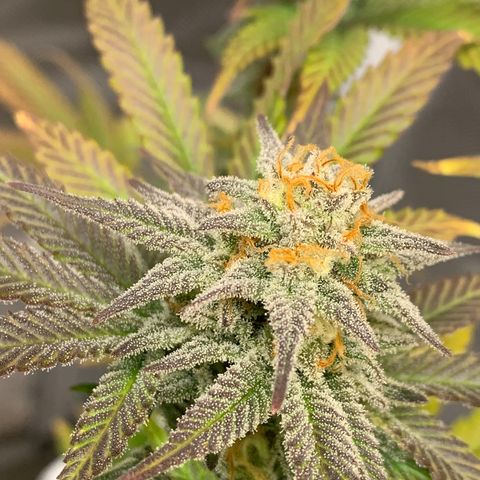Mota Hari XX growlog photo: Hangry