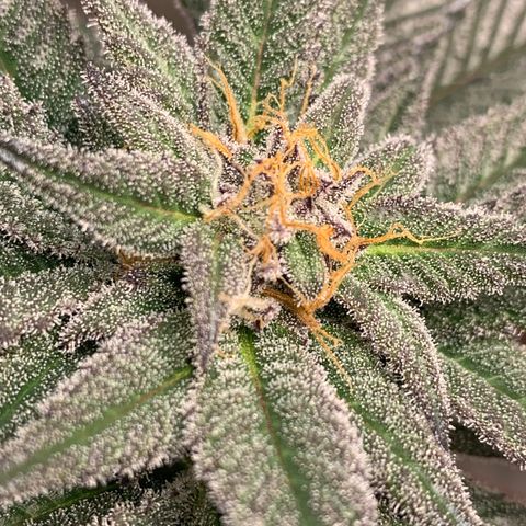 Mota Hari XX growlog photo: Hangry