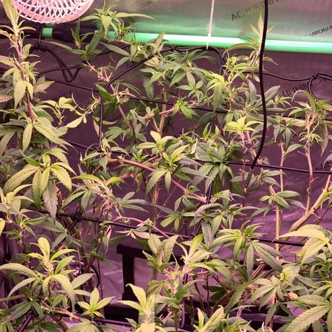 Zkittle Gpa growlog photo: Hard Defol, prepping to flip