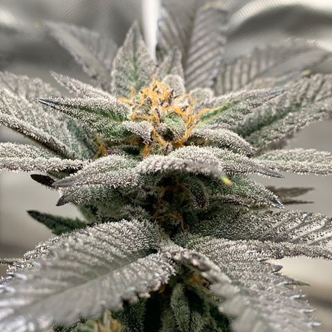 Mota Hari XX growlog photo: Wk8 budding, turned up lights 100%