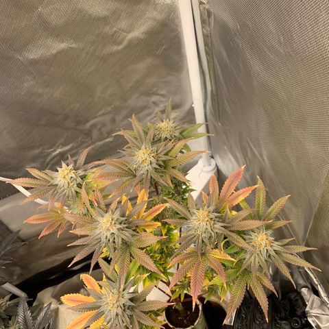 Mota Hari XX growlog photo: Getting there frosty asl