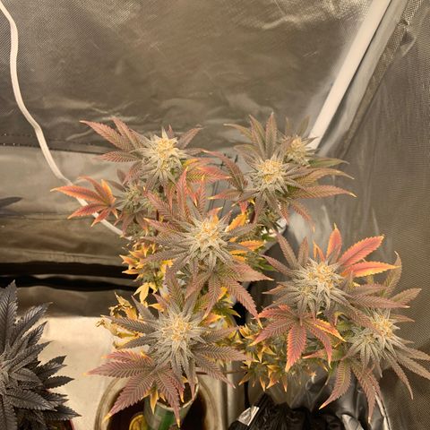 Mota Hari XX growlog photo: Leaving the 2x2