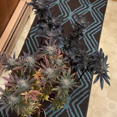 Mota Hari XX growlog photo: Leaving the 2x2