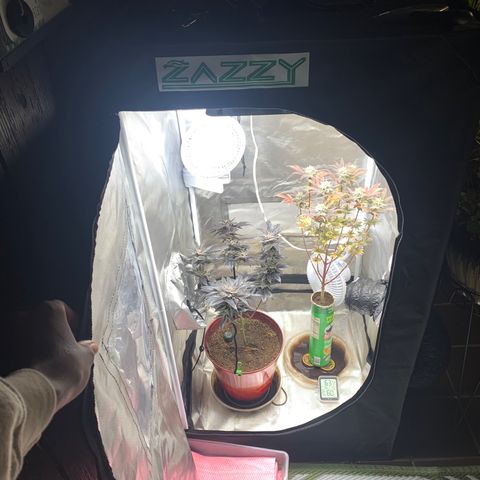 Mota Hari XX growlog photo: Leaving the 2x2