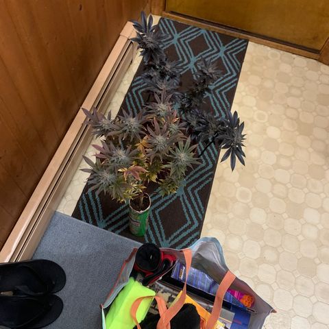 Mota Hari XX growlog photo: Leaving the 2x2