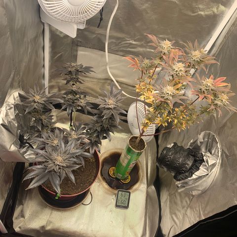 Mota Hari XX growlog photo: Leaving the 2x2