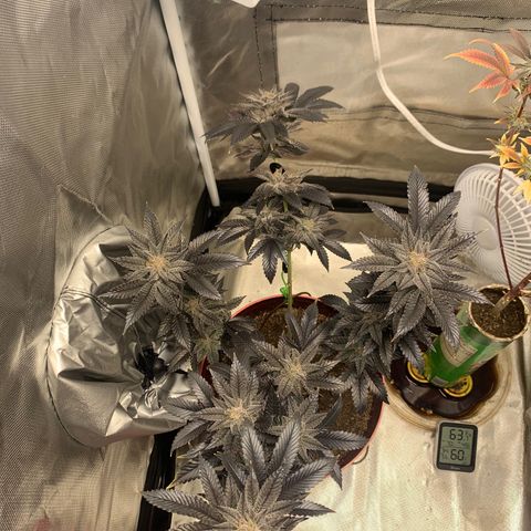 Mota Hari XX growlog photo: Leaving the 2x2