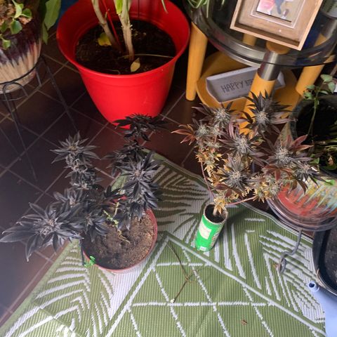 Mota Hari XX growlog photo: Leaving the 2x2
