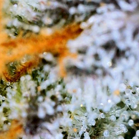 Mota Hari XX growlog photo: Trichs