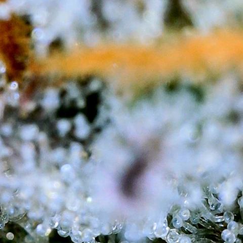 Mota Hari XX growlog photo: Trichs