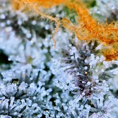 Mota Hari XX growlog photo: Trichs