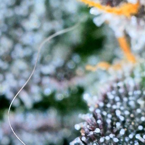 Mota Hari XX growlog photo: Trichs