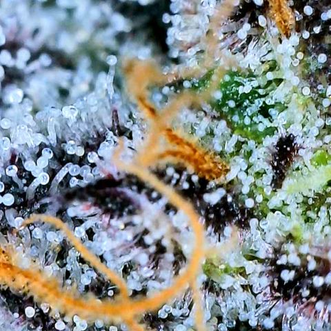 Mota Hari XX growlog photo: Trichs