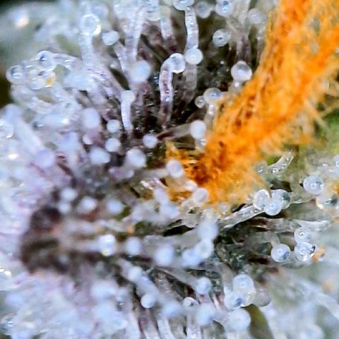 Mota Hari XX growlog photo: Trichs