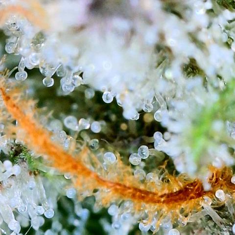 Mota Hari XX growlog photo: Trichs