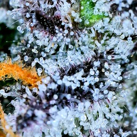 Mota Hari XX growlog photo: Trichs