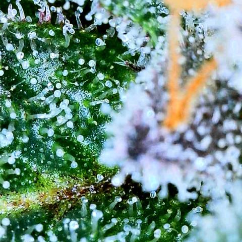 Mota Hari XX growlog photo: Trichs