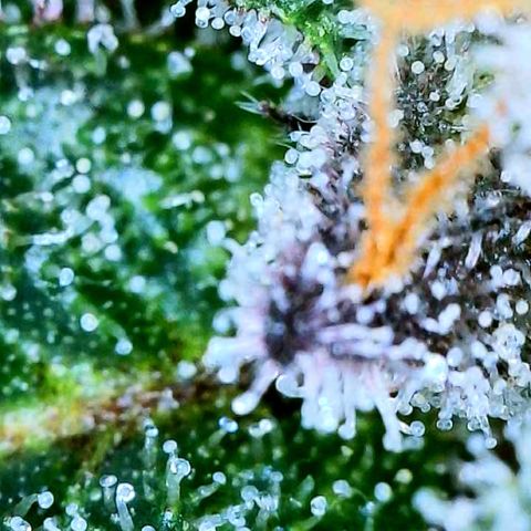 Mota Hari XX growlog photo: Trichs