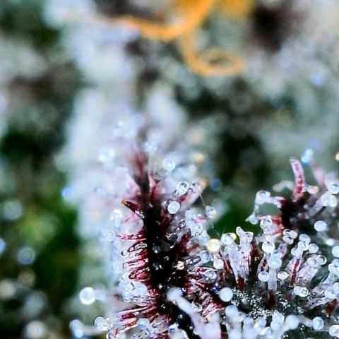 Mota Hari XX growlog photo: Trichs