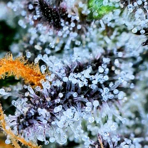 Mota Hari XX growlog photo: Trichs