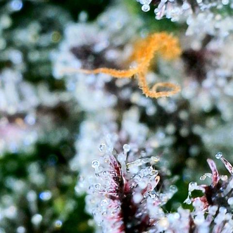 Mota Hari XX growlog photo: Trichs