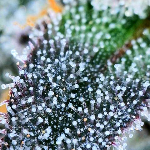 Mota Hari XX growlog photo: Trichs