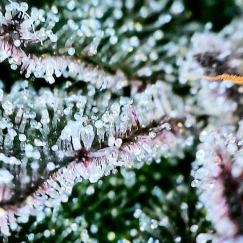 Mota Hari XX growlog photo: Trichs