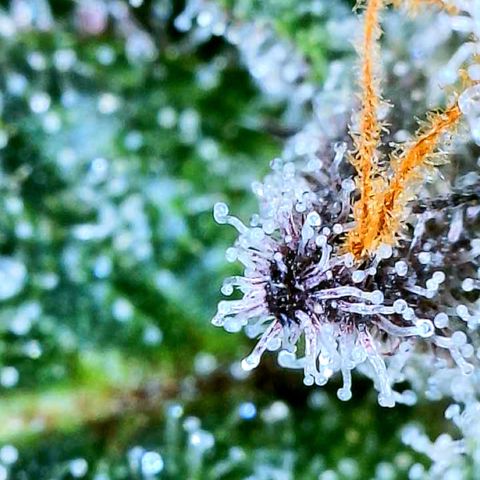 Mota Hari XX growlog photo: Trichs